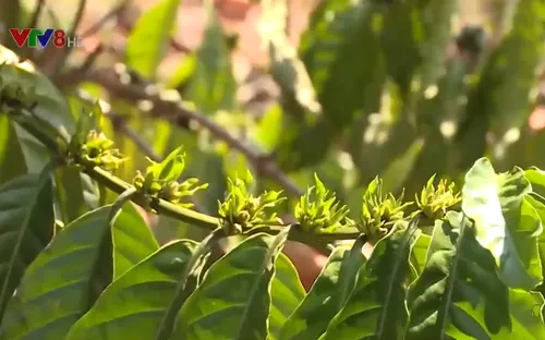 Chống hạn cho cà phê - Mô hình thân thiện môi trường