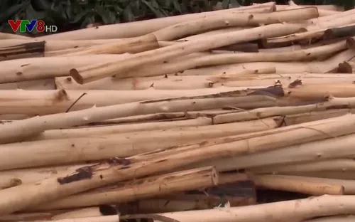 Phú Yên: Người trồng rừng ồ ạt bán keo non