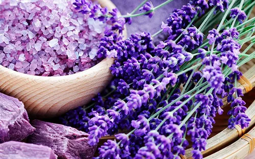 Các loại cây và hoa tốt cho sức khỏe giấc ngủ