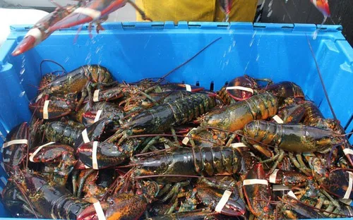 Khánh Hòa: 80% tôm hùm giống phải nhập khẩu