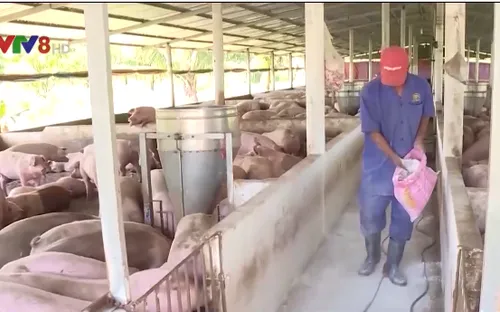 Đắk Lắk tạm ngưng vận chuyển mua bán lợn tại vùng dịch