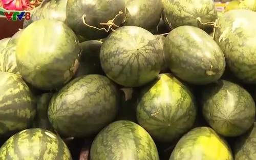 Nỗ lực tìm kiếm đầu ra cho dưa hấu Quảng Ngãi