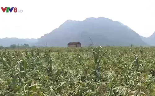 Quảng Bình khẩn trương khắc phục hậu quả trận lốc xoáy