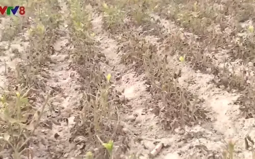 Nhiều diện tích Lạc vùng gò đồi ở thị xã Hương Trà, tỉnh Thừa Thiên Huế bị khô hạn