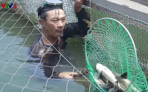 Quảng Ngãi yêu cầu chấm dứt nuôi cá lồng bè tự phát ở khu vực biển và sông Trà Bồng