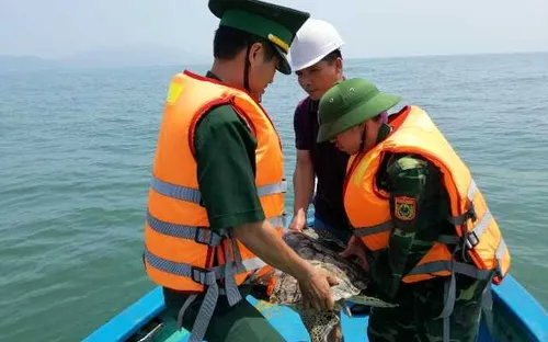 Thả rùa quý hiếm về biển