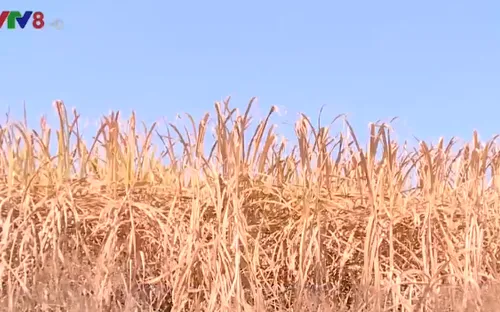 Mía chết khô hàng loạt vì nắng nóng kéo dài