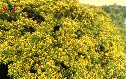 Mùa hoa sưa trong phố