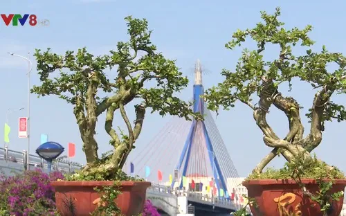 Độc đáo không gian trưng bày sinh vật cảnh mùa du lịch TP Đà Nẵng 2019