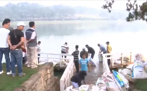 Thả hơn 600kg cá diệt tảo lam tại hồ Xuân Hương