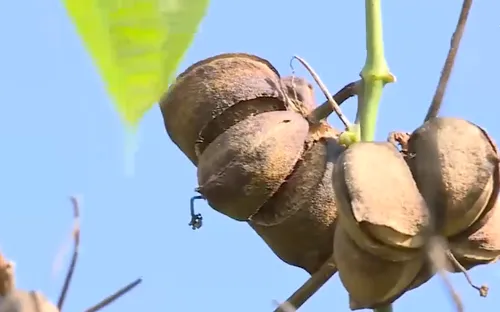 Nông dân lao đao vì trồng tự phát cây Sachi