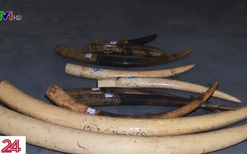 Nhiều người lầm tưởng về tác dụng của ngà voi và sừng tê giác