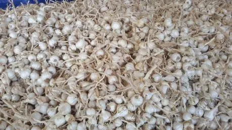 Đường dây nóng bảo vệ tỏi Lý Sơn