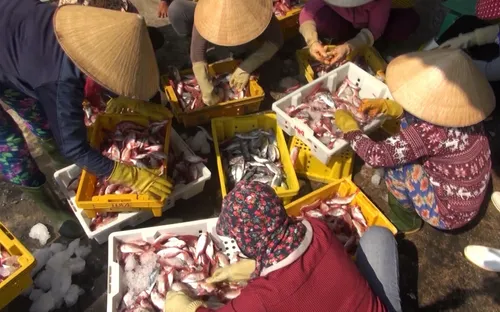 Hải sản tăng giá mạnh, các vựa không đủ hàng