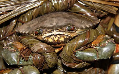 Trà Vinh: Giá cua biển giảm mạnh