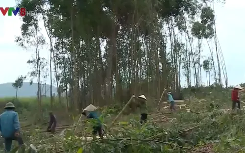 Đắc Lắc: Cây Keo được giá, người trồng rừng phấn khởi