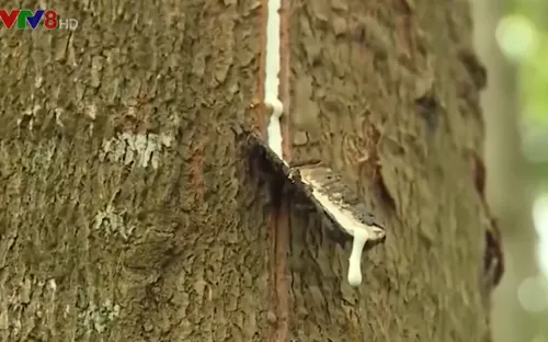 Giải pháp cho người trồng cao su ở Thừa Thiên Huế