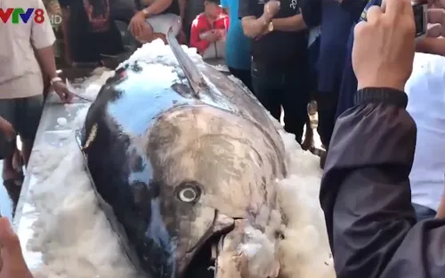 Ngư dân Phú Yên đánh bắt được nhiều cá ngừ to kỷ lục