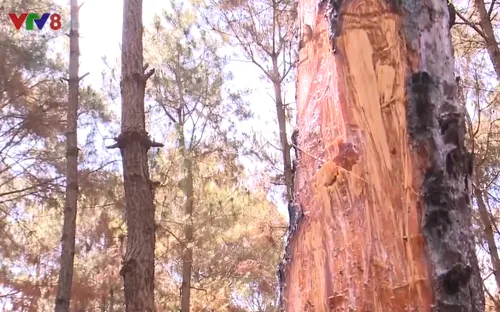 Tìm giải pháp ngăn chặn việc xâm hại rừng thông