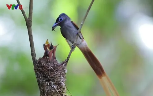 Khám phá thiên nhiên ở vườn quốc gia Cát Tiên