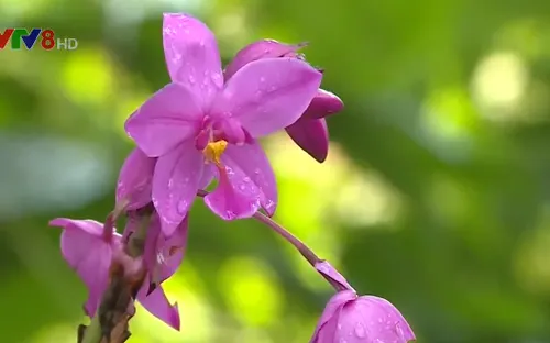 Khu bảo tồn Lan rừng đầu tiên tại Việt Nam