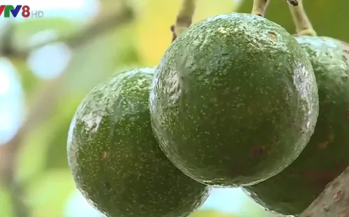 Đắk Nông nâng cao giá trị cây bơ Booth