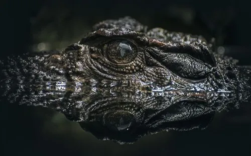 Bí ẩn xương cá sấu cổ đại được tìm thấy tại sa mạc cổ ở Israel