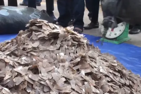 Phát hiện hơn 6 tấn vảy tê tê trong container hạt điều