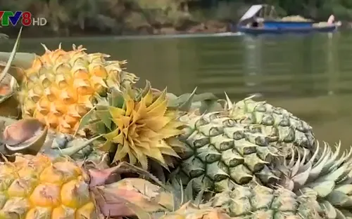 Phiên chợ thu mua thơm trên sông