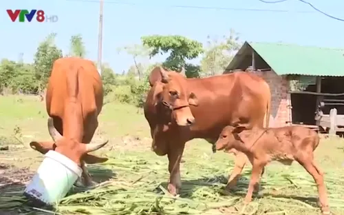 Đắk Lắk: Dấu hiệu tích cực trong nỗ lực giảm nghèo