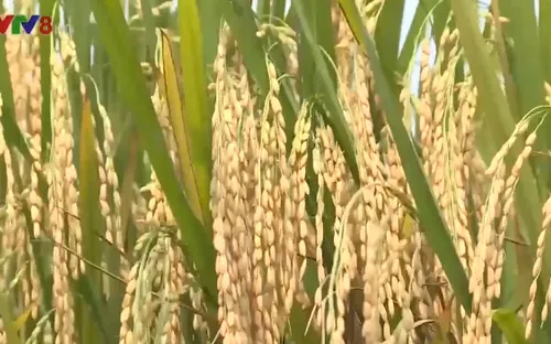 Thừa Thiên Huế được mùa vụ đông xuân