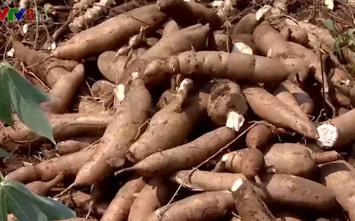 Nông dân Phú Yên thất thu mùa sắn