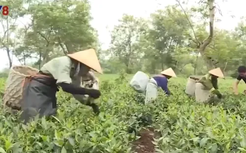 Hà Tĩnh trồng chè theo tiêu chuẩn VietGap