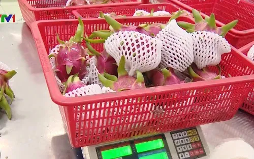 Nhiều trái cây lần đầu xuất khẩu chính ngạch sang Trung Quốc