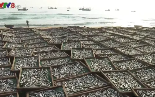 Nghề hấp cá ở bến cá Tân An