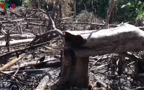 Bùng phát nạn phá rừng lấy đất trồng keo ở Quảng Nam