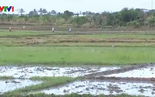 Nắng nóng kéo dài ở Quảng Ngãi, nguy cơ thiếu nước sản xuất vụ Hè Thu