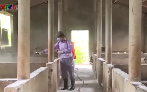 Giấu dịch, nguy cơ bùng phát dịch tả lợn Châu Phi ở vùng cao Quảng Trị