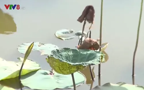 Huế - Sen chết hàng loạt chưa rõ nguyên nhân