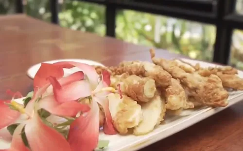 Sâm Bố chính - Hướng đi mới cho nông dân Quảng Bình