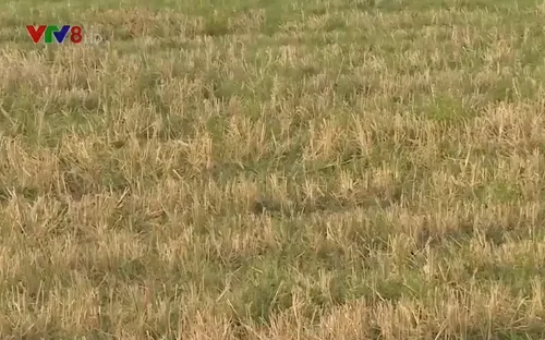 Quảng Bình: Nông dân bỏ hoang hàng ngàn ha ruộng vụ hè thu