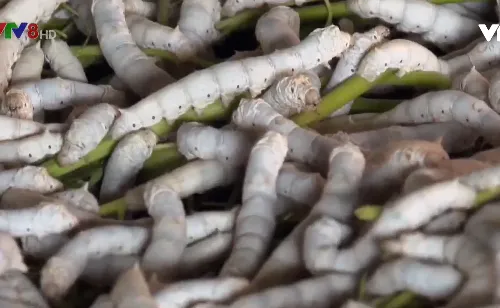 Đắk Nông: Thu nhập cao nhờ trồng dâu nuôi tằm