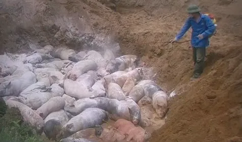 Ngăn chặn vụ mổ lợn dịch tả lợn châu Phi đem bán