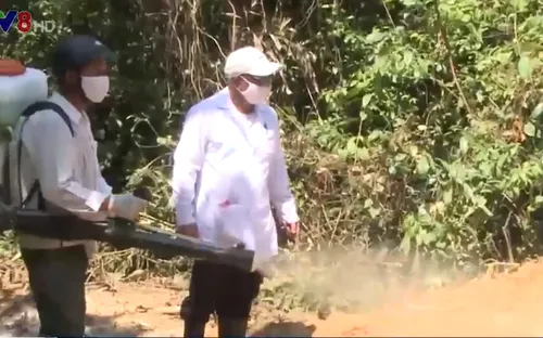 Đà Nẵng xuất hiện dịch tả lợn châu Phi