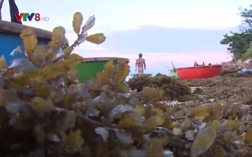 Bảo vệ môi trường trong mùa khai thác rong mơ