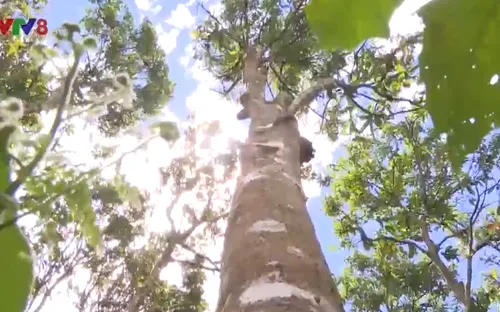 Quảng Nam khôi phục thương hiệu quế Trà My