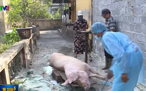 Thận trọng mở rộng đàn trước diễn biến dịch tả lợn châu Phi