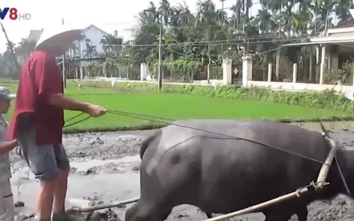 Khi nông dân làm du lịch