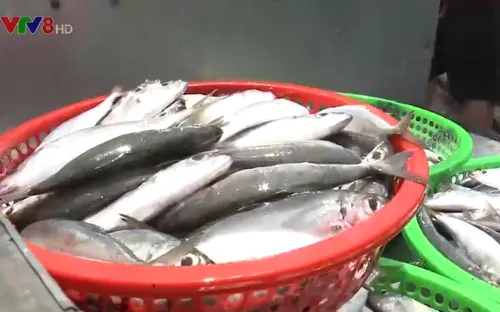 Đà Nẵng tăng cường truy xuất nguồn gốc hải sản