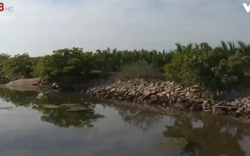 Lúa bị xâm nhập mặn vì đê xuống cấp